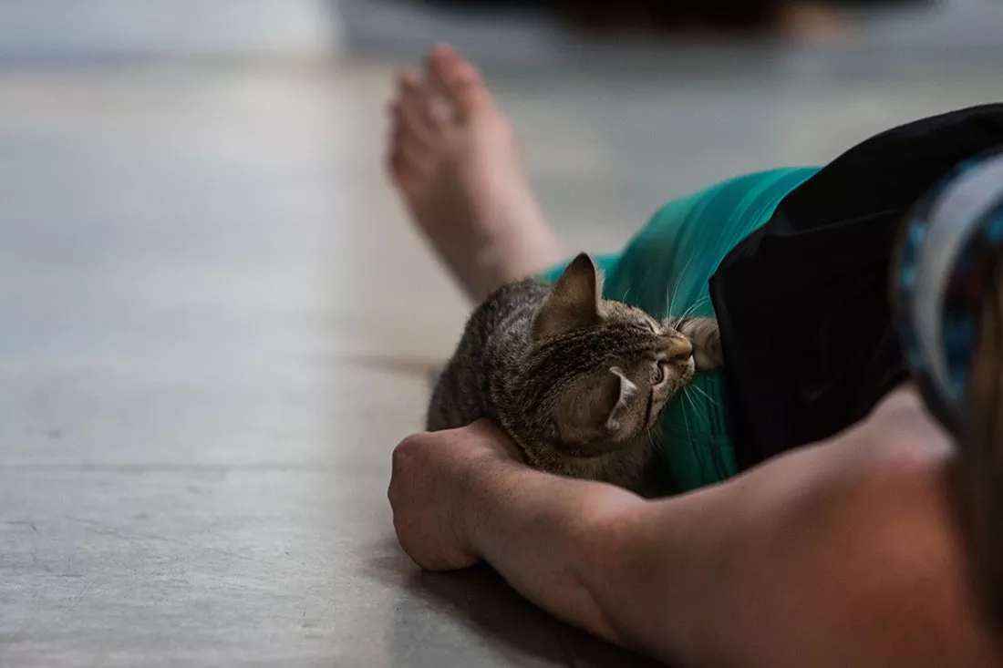 kitten-yoga-39.webp