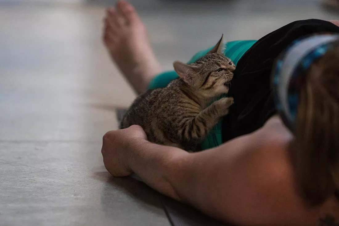 kitten-yoga-40.webp