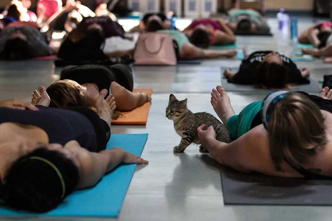 kitten-yoga-41.webp
