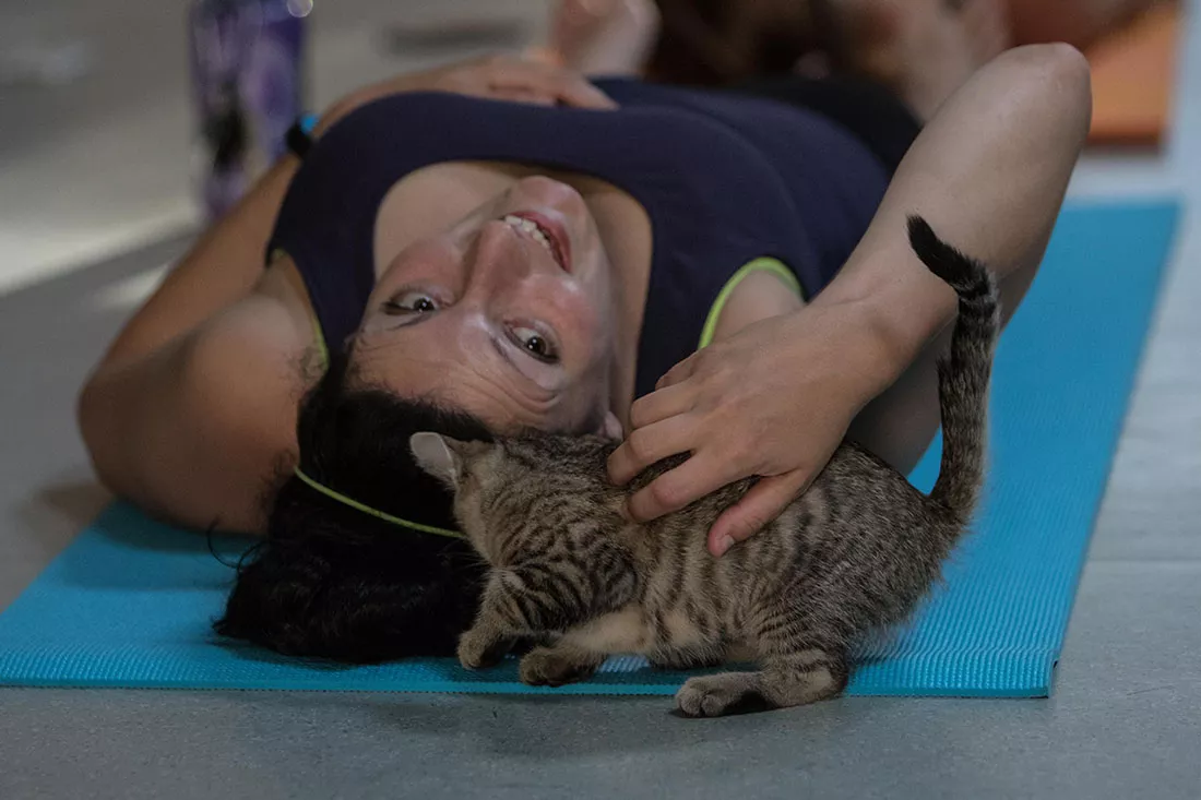 kitten-yoga-42.webp