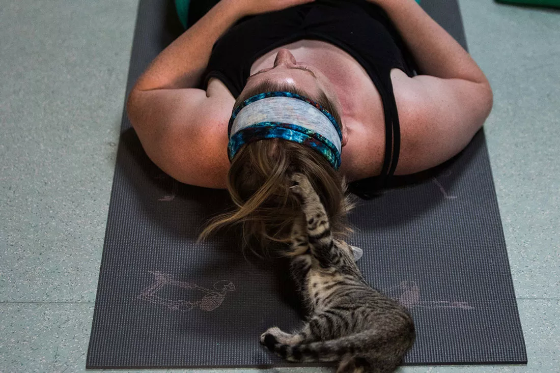 kitten-yoga-43.webp