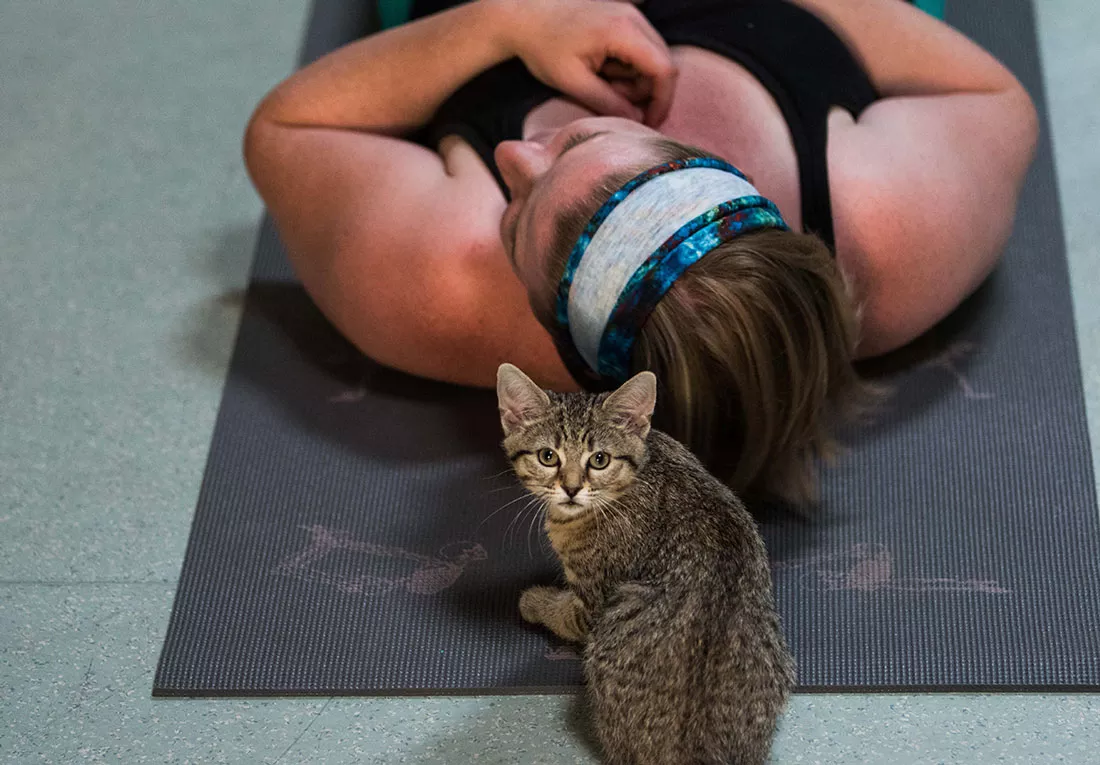 kitten-yoga-44.webp