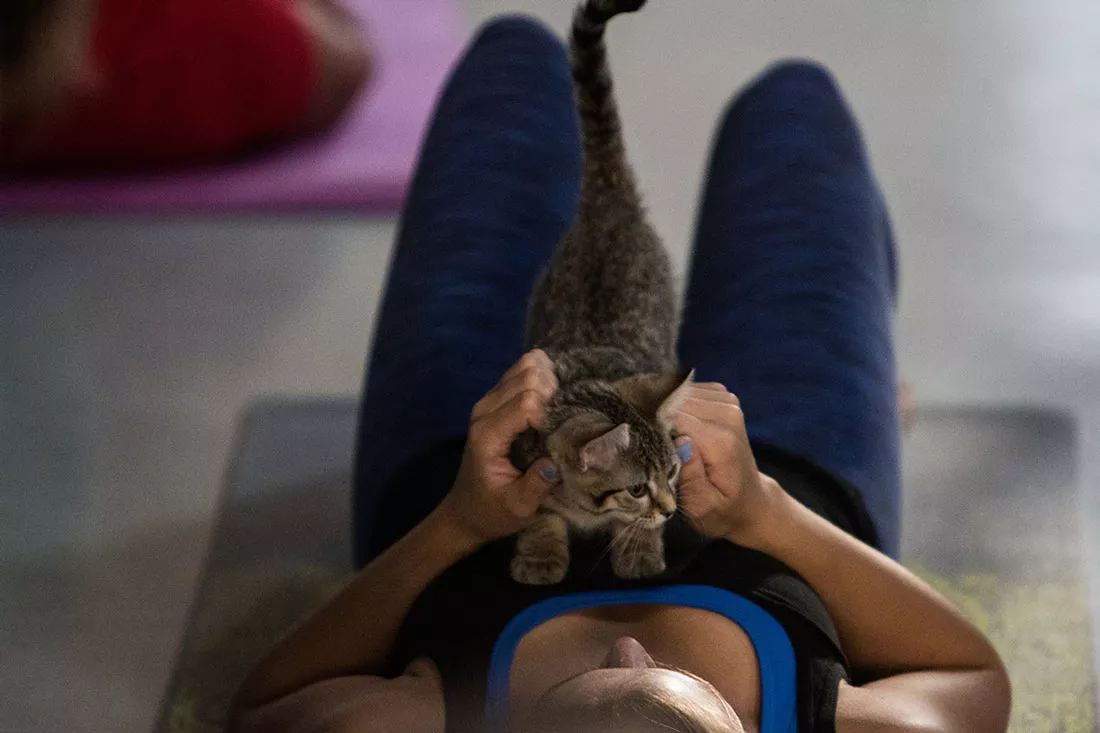 kitten-yoga-45.webp