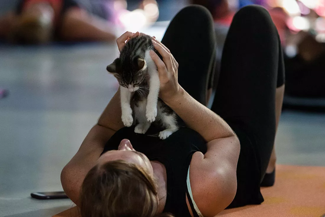 kitten-yoga-46.webp