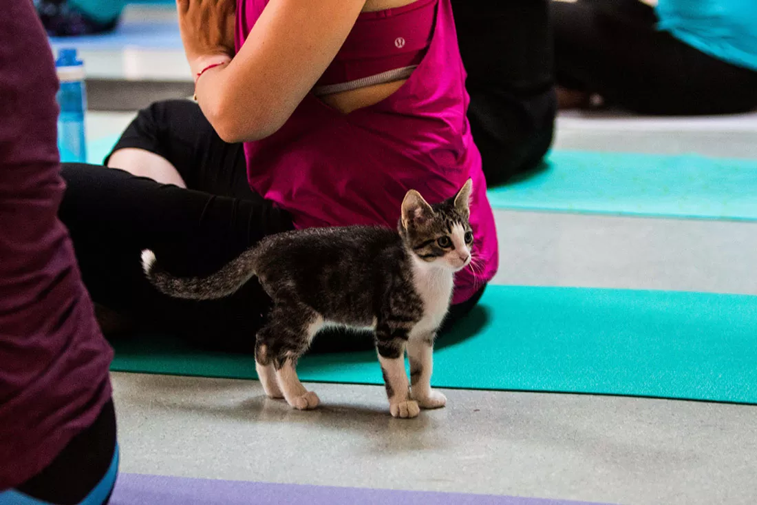 kitten-yoga-49.webp