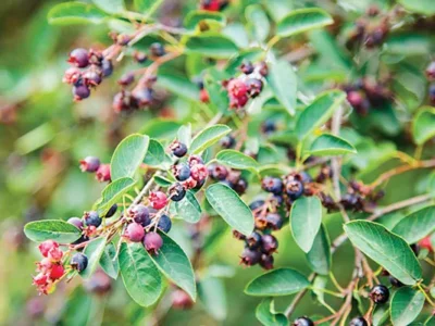 The popularity of food foraging in Pittsburgh and across the country spotlights the need for sustainable practices