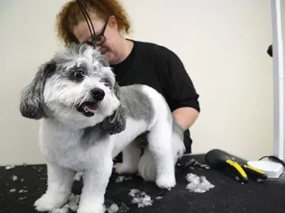 Before and After: Doing pet makeovers at Pittsburgh’s Dog Stop