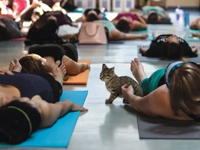 Kitten Yoga, sponsored by Pittsburgh’s Animal Friends, is a hands-on adoption tool