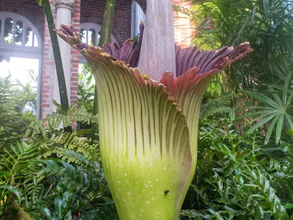 Pittsburgh’s Phipps Conservatory begins new hours in anticipation of popular, smelly flower