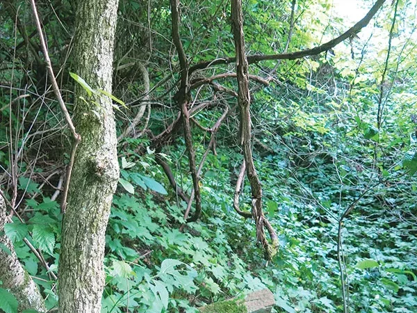 What’s in store for Pittsburgh’s new public park?