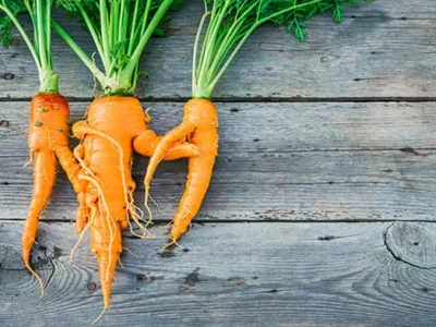 412FoodRescue launches an “Ugly CSA” for misshapen produces