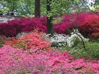 The New American Garden documents sea changes in landscaping