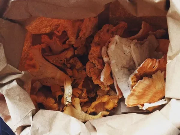 Sound Bite goes foraging for chanterelle mushrooms with Tom and Cavan Patterson