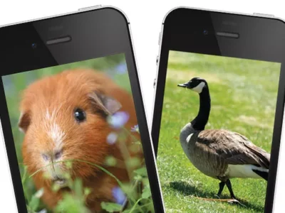 A list of bizarre calls received by the 311 response line