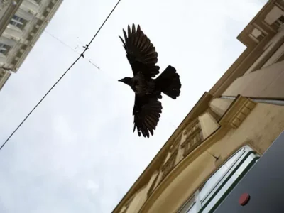 Weird Pittsburgh: A thirsty Santa, crow crap and a cat who’s a rat