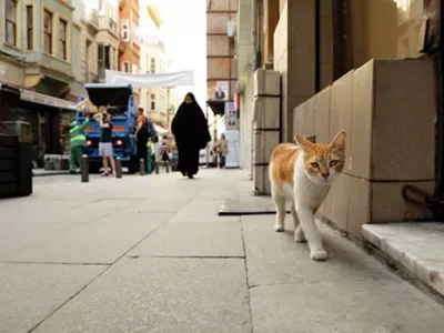 Kedi: The Cats of Istanbul