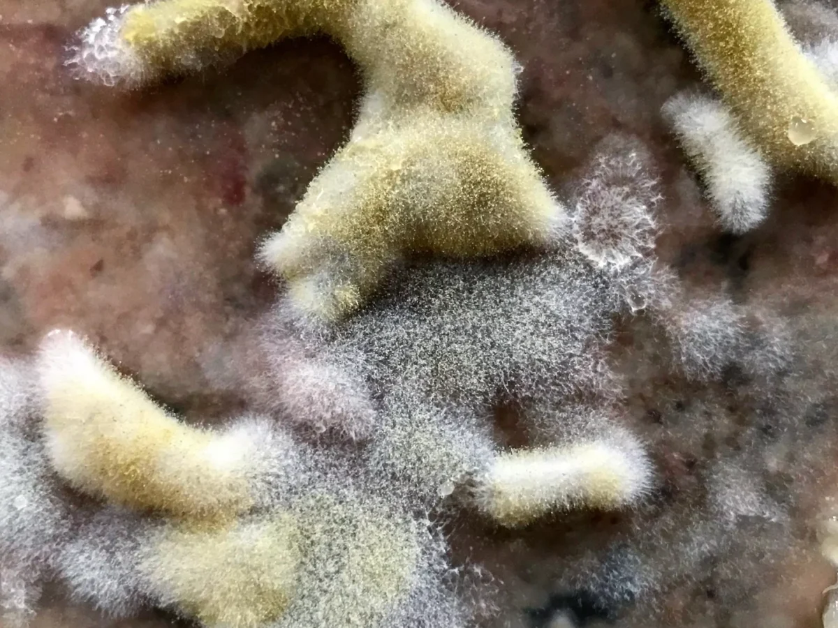 Chef Jeremy Umansky harnesses the power of an ancient mold to create new flavors