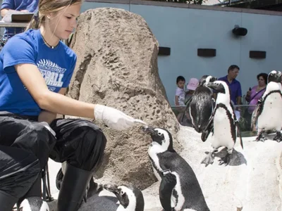 Get up close and personal with this team of penguins at Pittsburgh’s National Aviary
