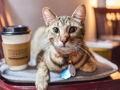 The Colony Café, in the Strip District, lets patrons enjoy coffee, wine, light fare and snuggling with cats