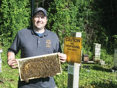Honey-bee swarms are key to fighting population decline