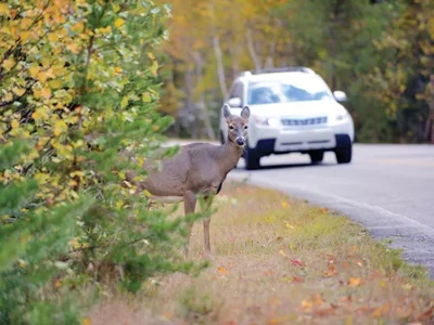 Can you take roadkill home and eat it?