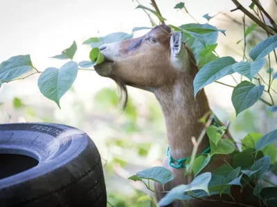 Allegheny GoatScape offers novelty, sustainability as the herd embarks on a mission to clean up Pittsburgh