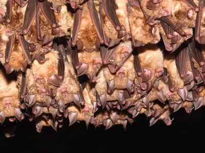 Some bats show resistance to deadly white-nose syndrome
