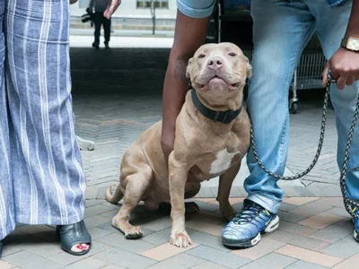 Should a dog shot by a Pittsburgh Police officer be considered a weapon because the officer felt threatened?