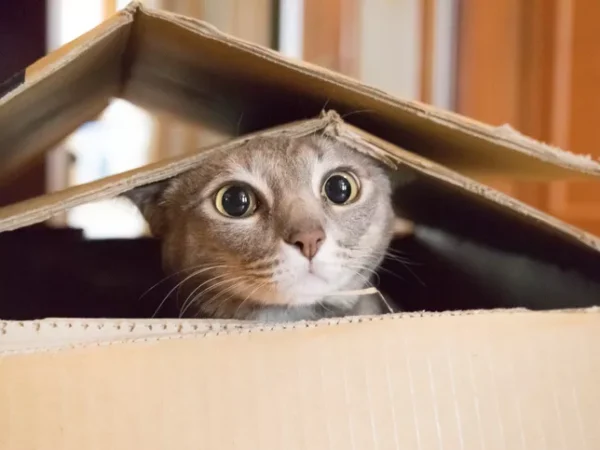 Call for Submissions: Videos of Your Super-Cute Cat for Upcoming Film Fest