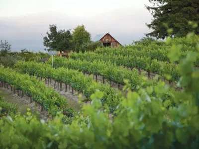 A Pittsburgh-native winemaker makes good in California