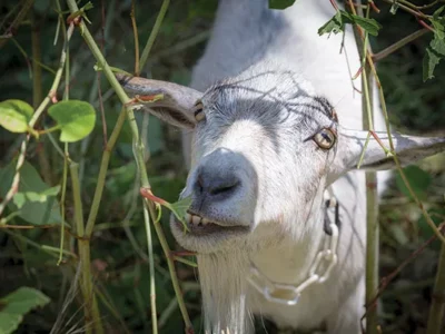 Five reasons the goats of Allegheny GoatScape made Pittsburgh a better place in 2017