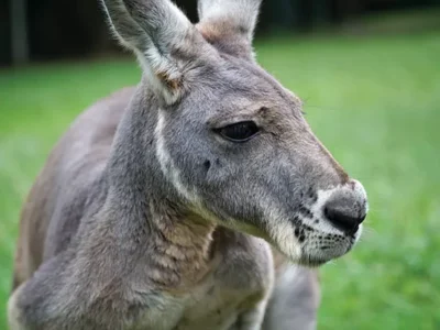 Kangaroo: A Love Hate Story