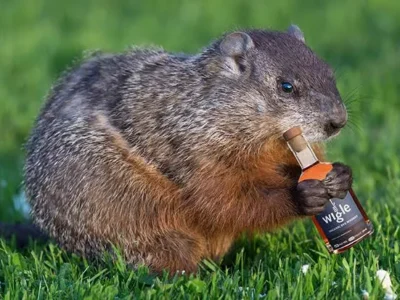 Punxsutawney Phil comes to visit Threadbare Cider House on Saturday