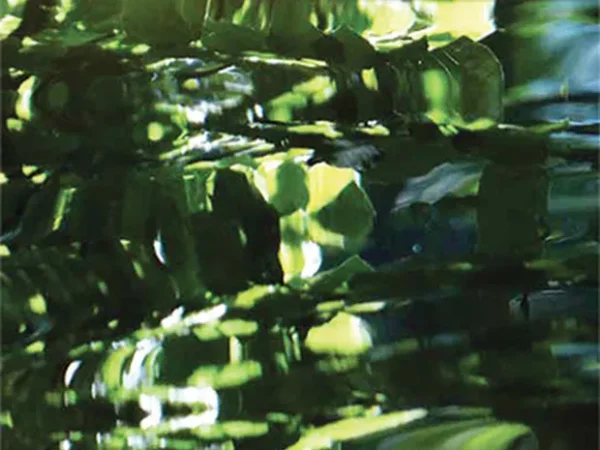 Ann Curran’s new poetry chapbook, Irish Ayes, recalls times in Ireland