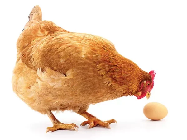 Looking to get into animal husbandry in Pittsburgh? It’s doable … with caveats