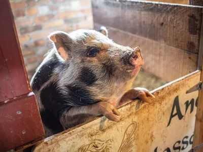 Angel Eyes Farm adopts out pigs, turkeys and chickens