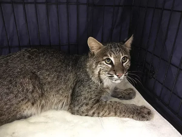 Greatest Hits: Escaped animals of Pittsburgh