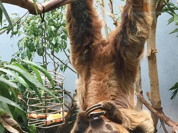 From Harambe to Vivien Leigh the sloth, does anthropomorphizing help or hurt animals?