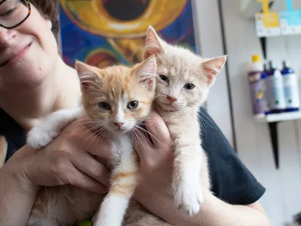 Kittens invade Butler Street for Lawrenceville Cat Crawl