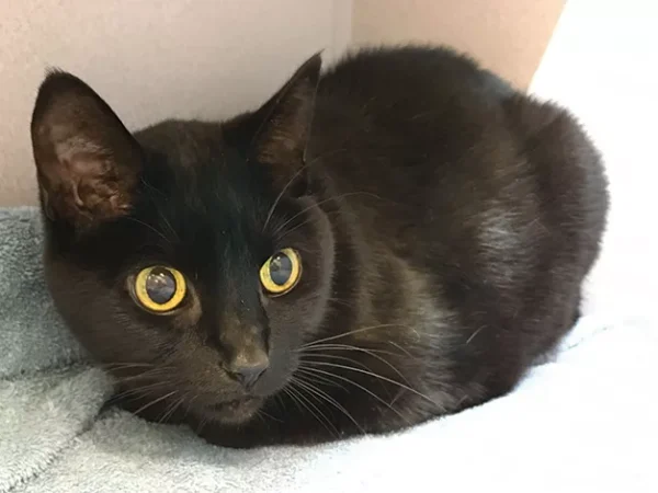 Debunking the Black Cat Myth