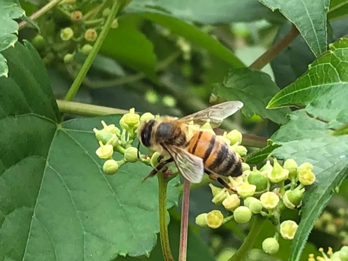 #FeedABee initiative in Allegheny County gives bee colonies plants and land to stay fed