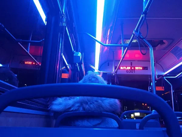 Turn Off the White Lights