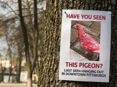 Have you seen this bird? Mysterious red pigeon appears in Downtown Pittsburgh