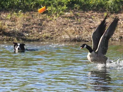 Pittsburgh’s Geese Police keep the birds from fowling up our waterfront