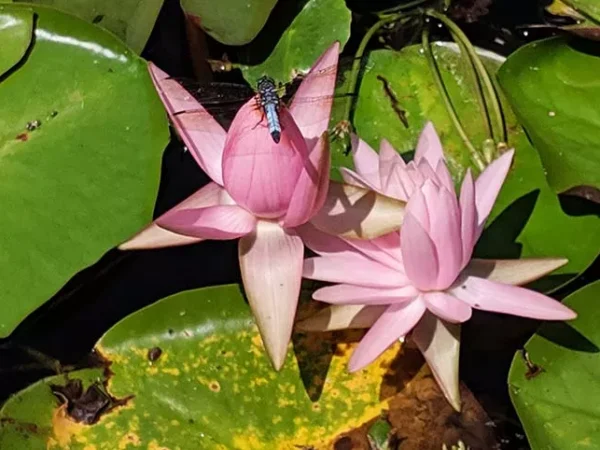 Pittsburgh Botanic Garden invites city residents to stop and smell the flowers