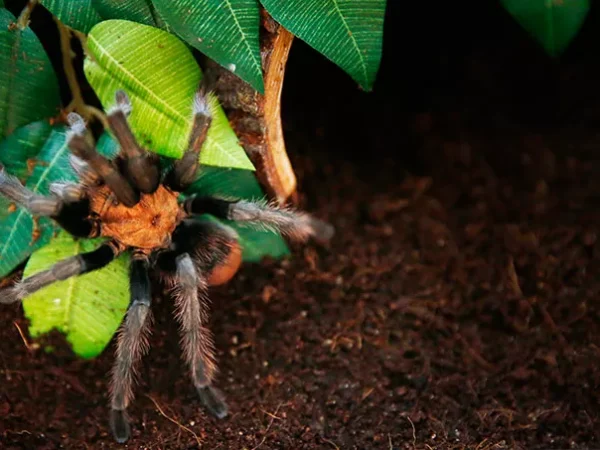 These two local Instagram accounts show life with a tarantula and exotic birds