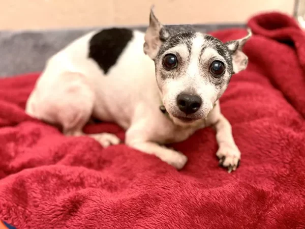 A lost dog found in Pittsburgh was reunited with owner 12 years after it went missing