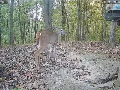 Live-animal cams are so boring they’re almost exciting