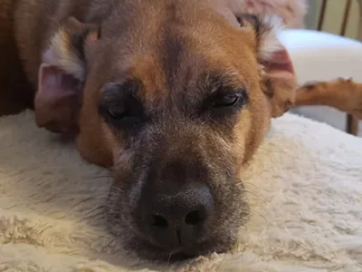 If my dog can mature, I must be able to