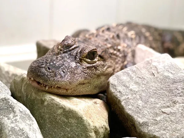 Pittsburgh Alligators: Where do they come from; where do they go?